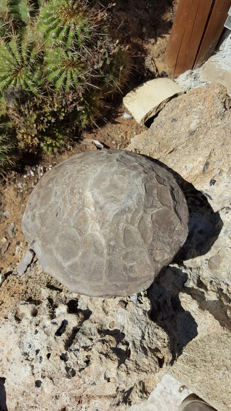 Oggetto non identificato : roccia/fossile? - probabile concrezione (cogolo)